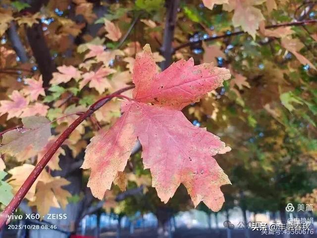 丹枫映秋,枫彩满楼|申艳娟