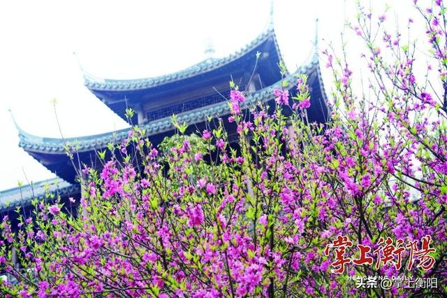 衡阳春日限定！收好这份踏青赏花打卡攻略~