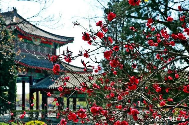 最新 | 天津水上公园公告！