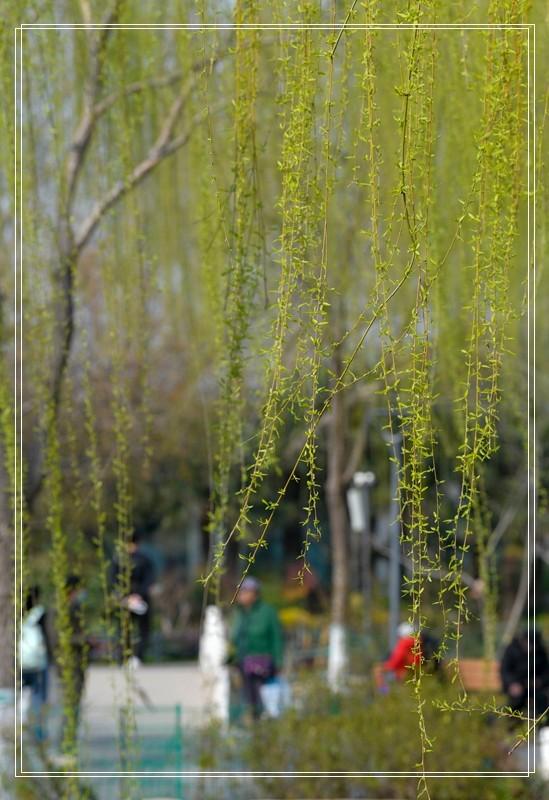 郑州春韵：百花盛放时，邀你共赴春宴