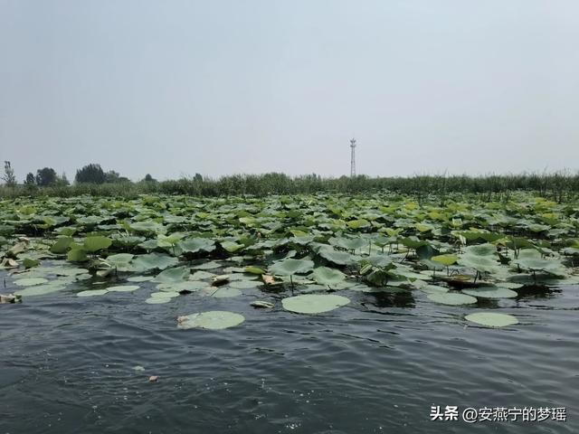 白洋淀之行