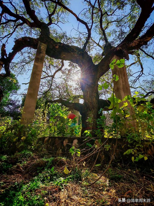 17）初冬暖阳里的16公里奔赴！济源黄河三峡藏着北方的“千岛湖”