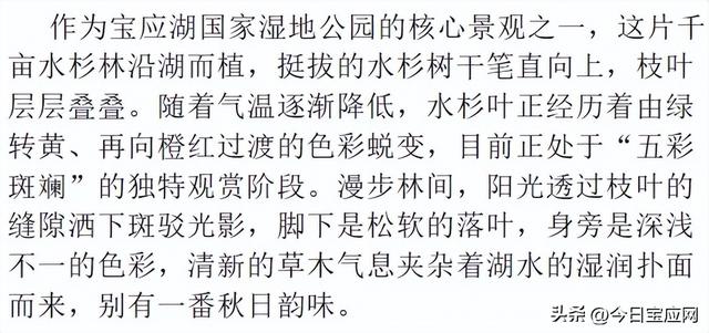 宝应水杉林即将进入最美红叶期