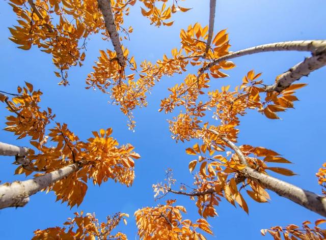 打卡定州限定秋景！