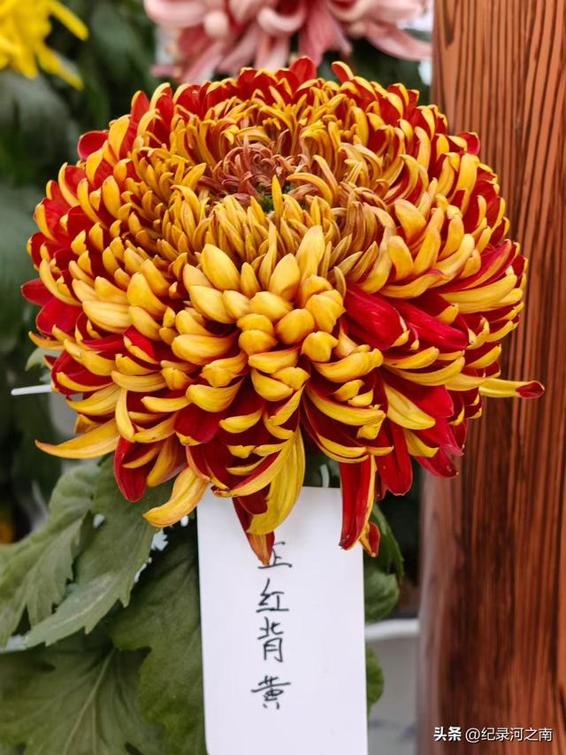 开封旅游：从网红爆款到长红经典的蜕变之路