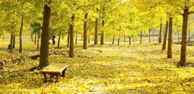 含“金”量100%！是时候来仁寿，邂逅一抹银杏黄啦~