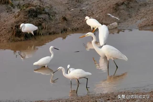 立秋洋河观鸟记