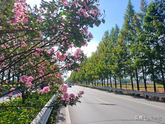 国道紫薇开，匠心绘“画”来