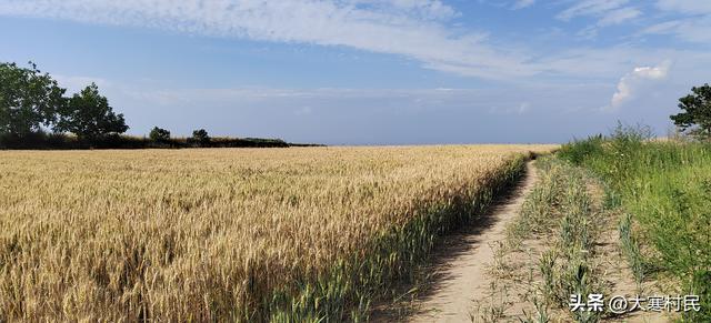 她姨的瓜子儿早饭