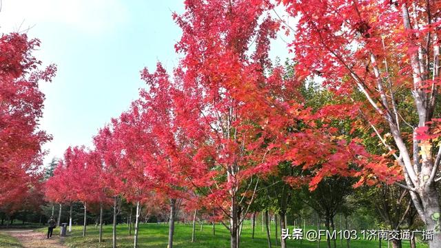 公园景区秋色图鉴，这几处必打卡