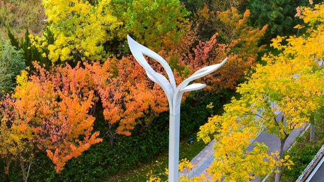 来灵山卫街道赏秋，邂逅星光岛梦幻山海诗画，五彩斑斓美得惊艳