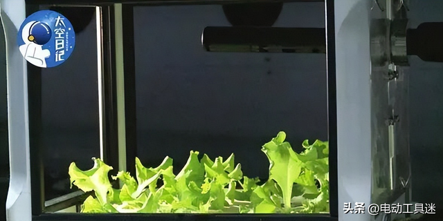 空间站菜园大丰收，生菜打包存储，升级种植设备后实现了吃菜自由