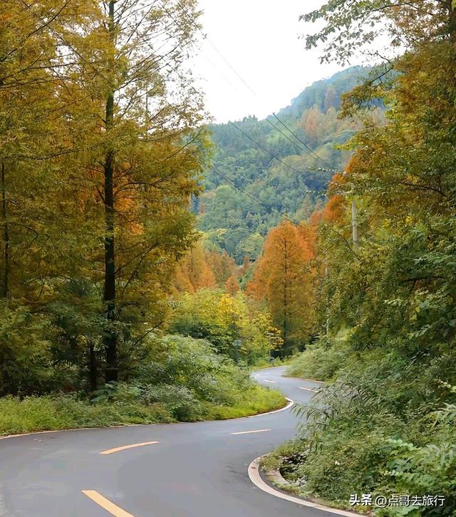 成都严重被低估的彩林徒步线路，1天轻松往返，山野壮观绚丽！