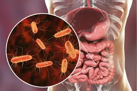 最新研究发现：长期食用这些食物可调节肠道菌群，帮助缓解肥胖！图片