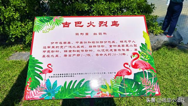广西南宁，南湖公园来了一批贵客，好多人来拍照打卡！