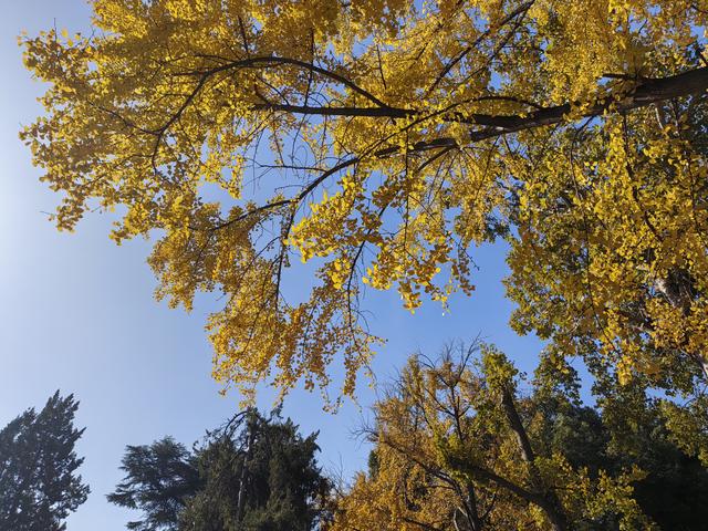 碧云天，黄叶地。秋色连波，波上寒烟翠一一玄武湖银杏迟