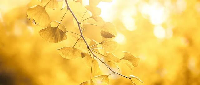 盈鉴：公园里的银杏林