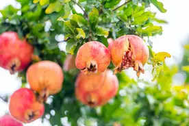 石榴一般是在什么时间开花结果，以及生长过程会出现什么影响因素图片