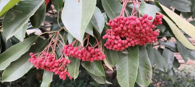 红果累累！森林公园石楠果红了，满树红果笑寒风！