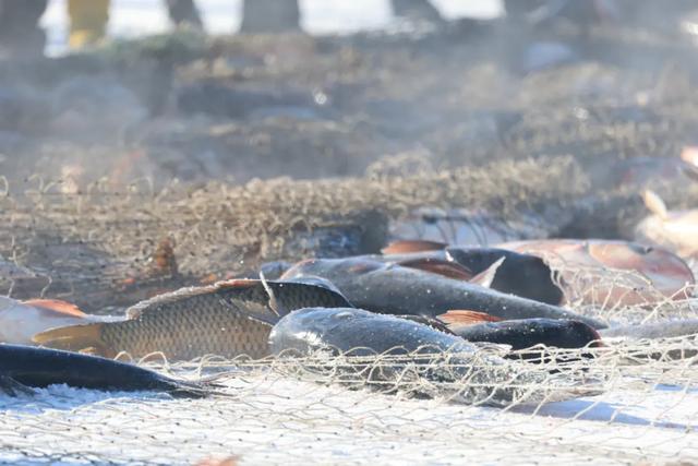 高铁1.5小时直达!体验“冬捕”现场冰湖腾鱼!