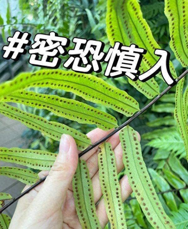 “阴花不能进阳宅”，家里若有这5种花，请赶紧“搬出去”！