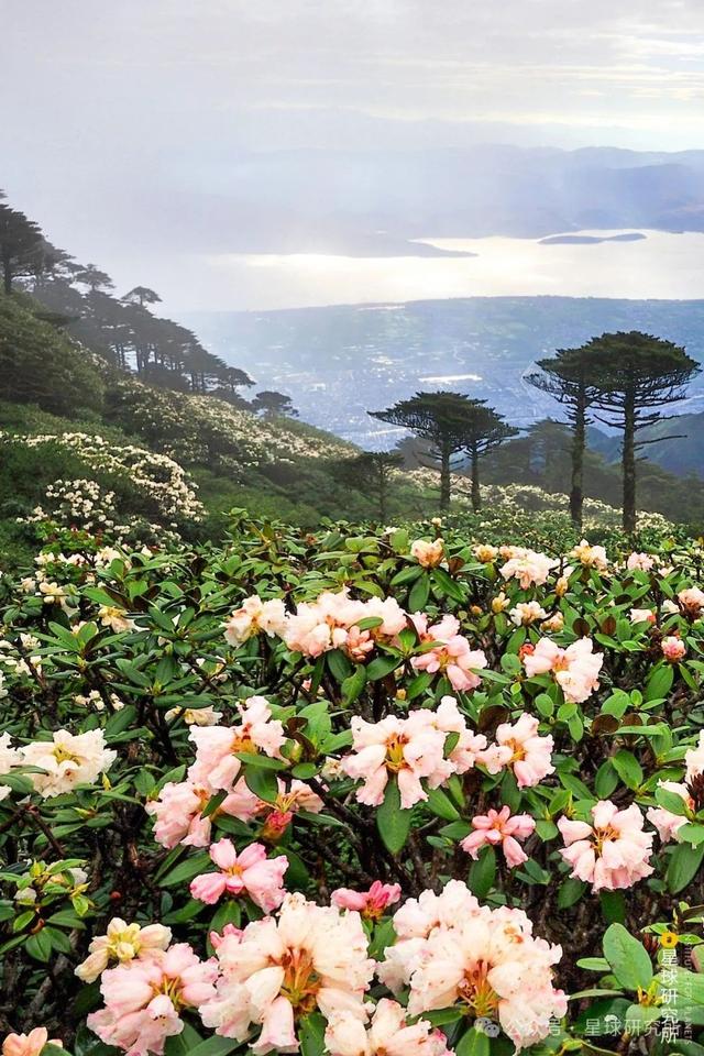 中国的雪山花海，开始征服地球了？③