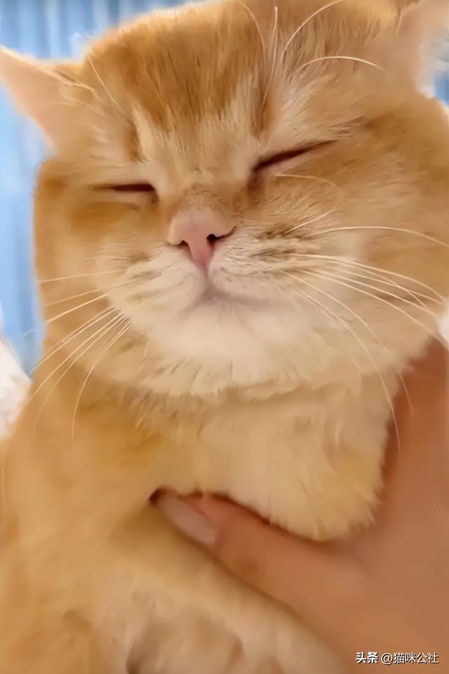 阳气十足的动物——猫咪，拥有它就如同拥有一个小太阳