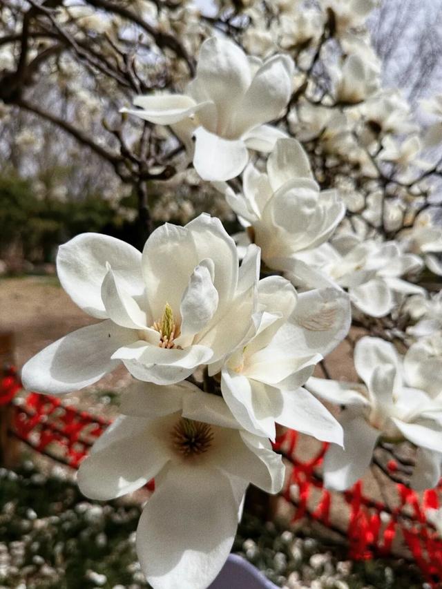 连云港春日“顶流”来啦！