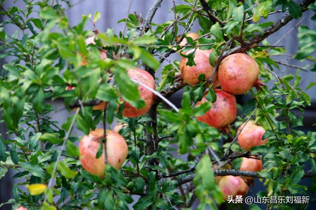 卡纳圣菲的“城墙”·及其它