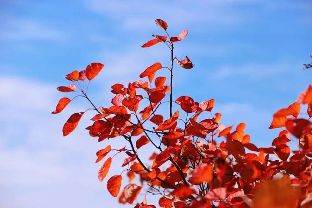 渑池坡头红叶拍摄记：一场迟来的秋日邂逅
