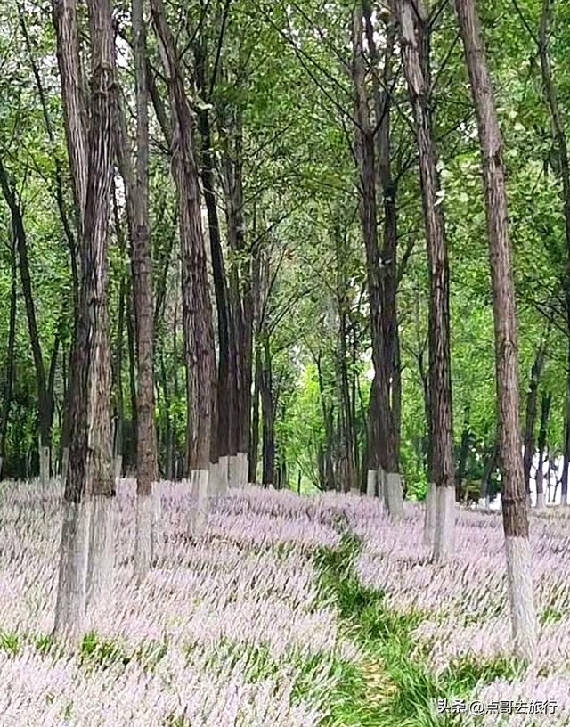 成都难得一见的麦冬草花开了，紫色浪漫，超级惊艳，公交车直达！