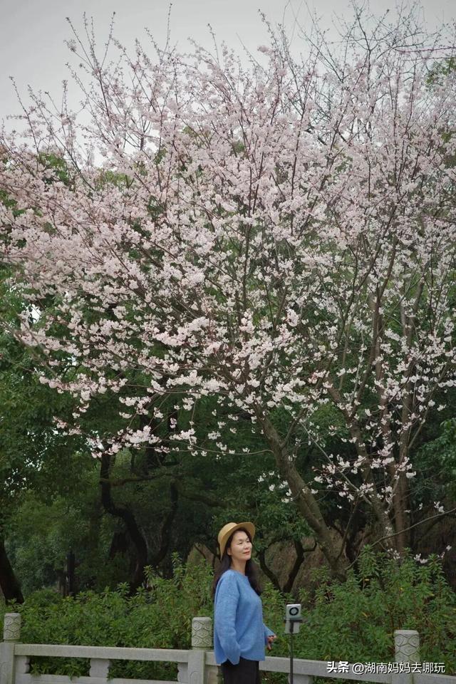 第一波樱花已盛放！带娃冲这里，市中心藏着粉色浪漫