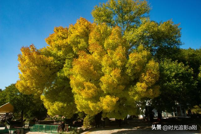 石家庄植物园的网红树，秋日里的鎏金童话