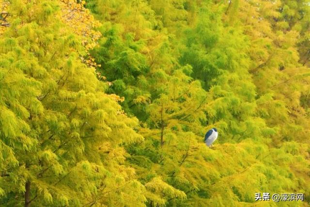 秋色“进度条”加载中，狼山森林公园赏秋点等你来打卡→