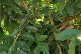 1种能穿透石头的草药，人称“破石草”，价值珍贵，如今不好找图片