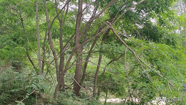到青华山看千年卧佛，一路上垃圾随处可见