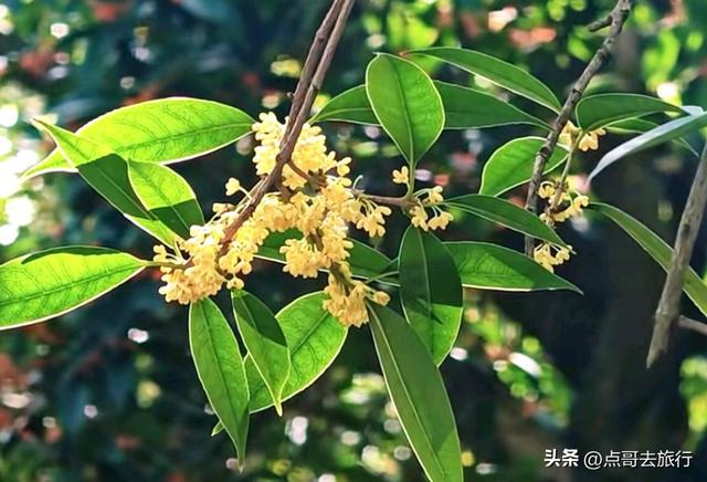 成都最出名的桂花观赏地，超级低调，桂香四溢，地铁公交车直达！