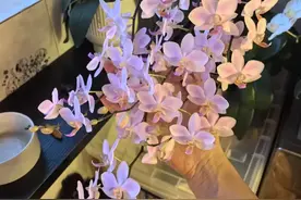 蝴蝶兰我只养这一种，一年开花6个月，一箭分5枝，花太多太美了图片