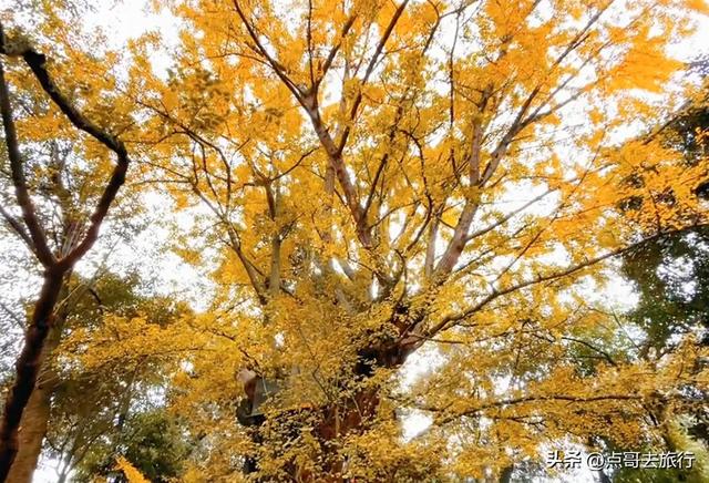 成都龙泉山有多少千年银杏，让人意外，居然有刘备亲手种的！