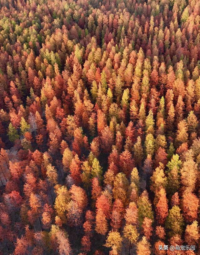 武汉秋日悄然绽放，梧桐叶黄江风凉，你还在等什么？