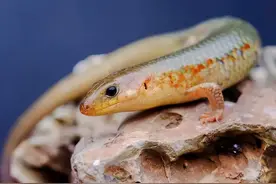 农村常见的“狗婆蛇”，喜欢晒太阳见人就跑，它对人类是否有害？图片