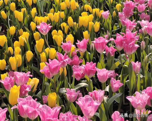 西安市以花为“媒”精心培育壮大赏花经济春日文旅消费持续升温