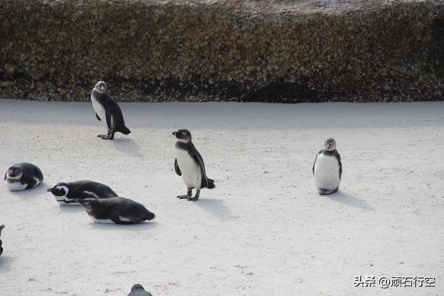 南部非洲：南非开普敦企鹅岛