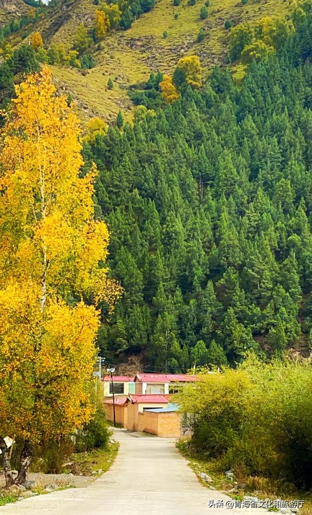 双节假期寻秋记:互助北龙山——藏在互助的“调色盘”,每一步都是诗意