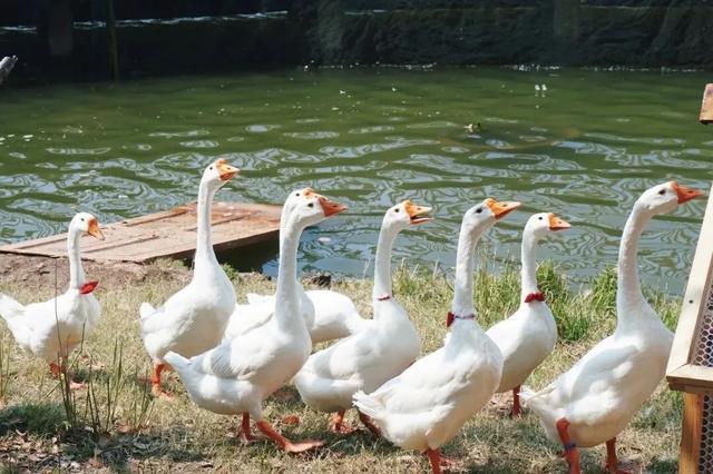 初冬逛沪郊!奉贤、崇明限时优惠来啦