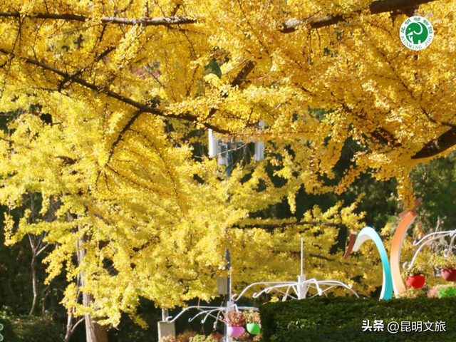 美爆！美爆！超全攻略！超出片！🤳昆明银杏黄金倒计时，抓紧时间冲~