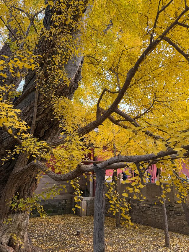 甘撒金缕苒秋寰