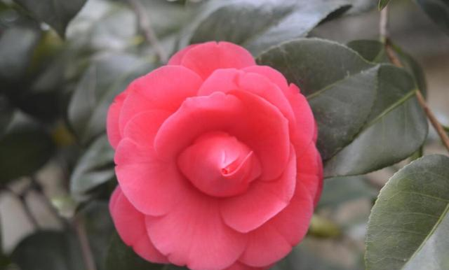 真心奉劝大家，家里不要再养茶花了，都是过来人的经验教训