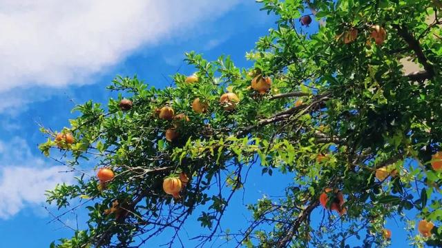 泌阳王店芳香小镇昌庄：山水间的打卡新地标
