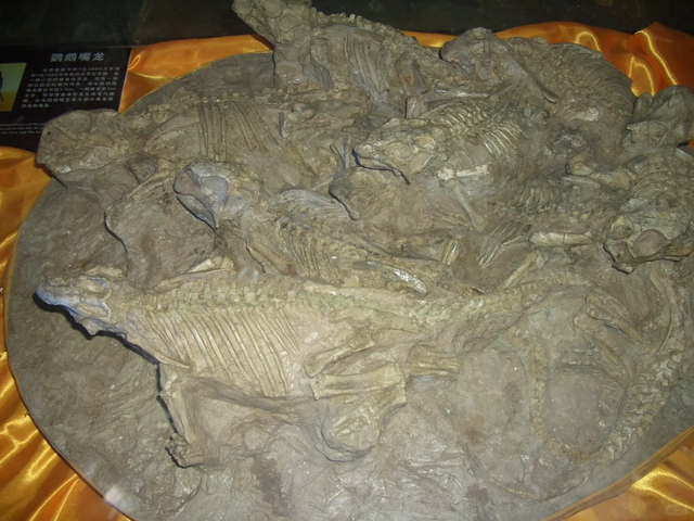 我是上海大学生	，刚游完诸城，憋了 6 个疑问不吐不快！